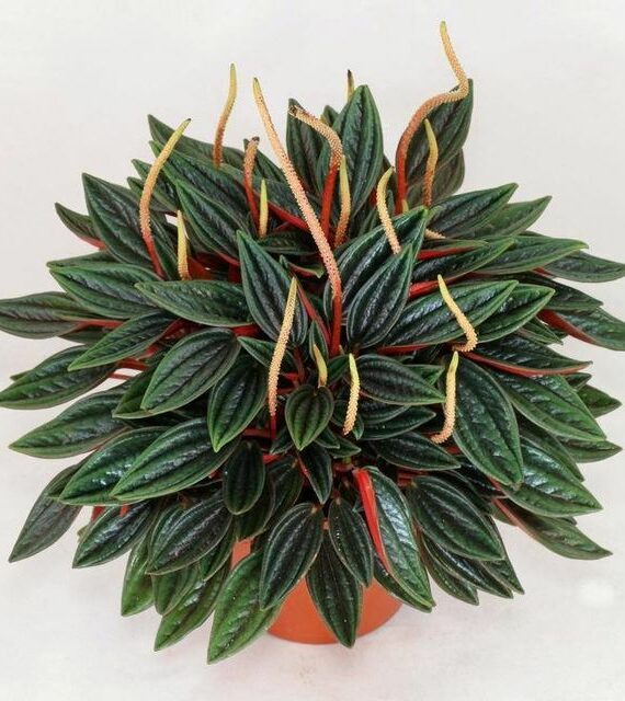 Peperomia Rosso by 3OUD
