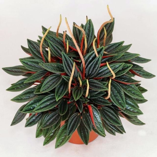 Peperomia Rosso by 3OUD
