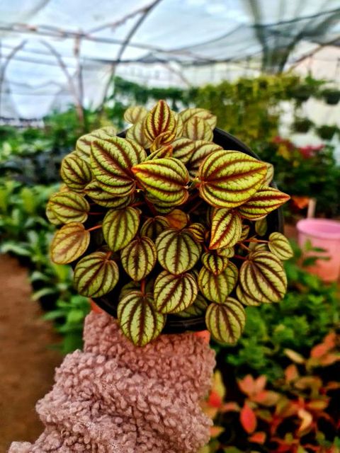 Piccolo Banda by 3OUD