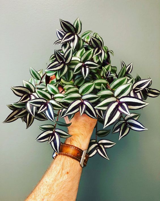 Tradescantia Zebrina by 3OUD