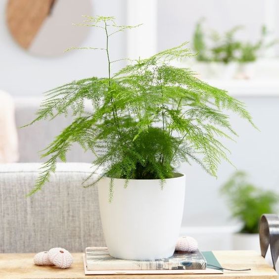 Asparagus Fern by 3OUD