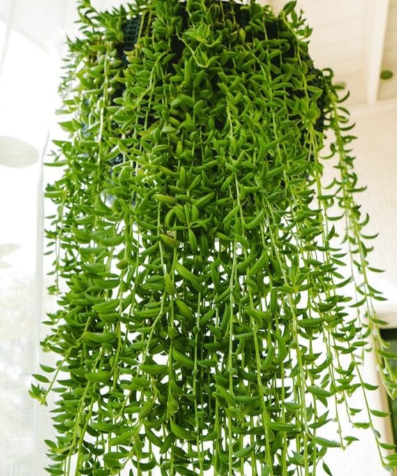 string of bananas by 3OUD