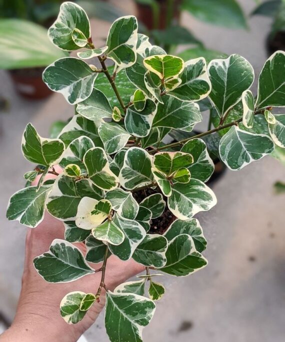 Variegated Ficus Delta by 3OUD