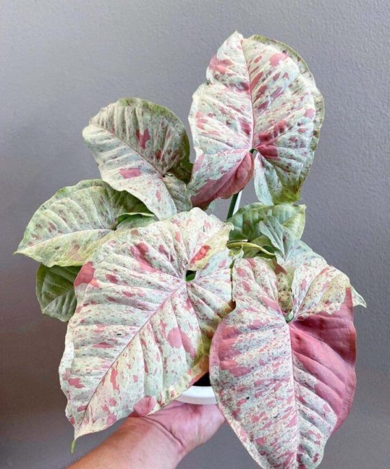 Milk Confetti Syngonium by 3OUD