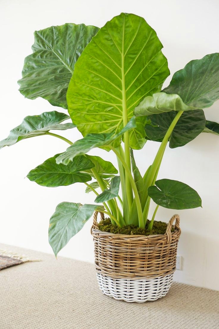Alocasia elephant ears - Image 2