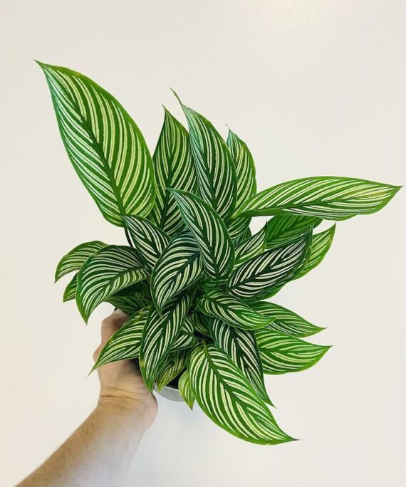 Calathea Vittata by 3OUD