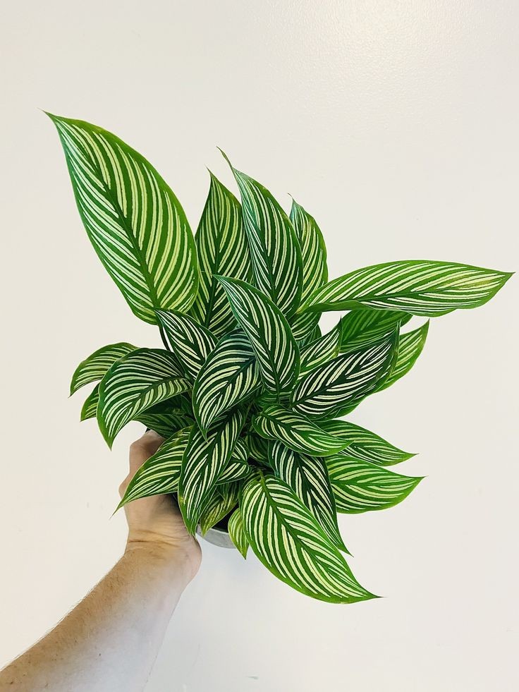 Calathea Vittata by 3OUD