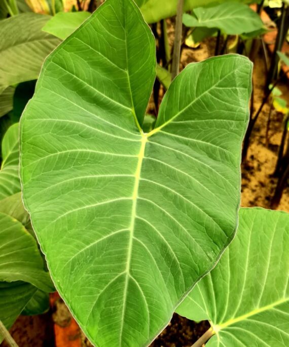 Black Stem Alocasia by 3OUD