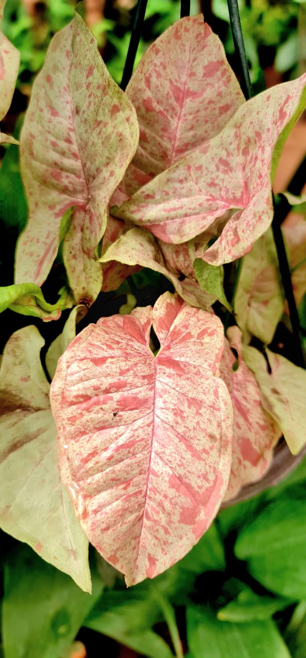 Milk Confetti Syngonium - Image 2