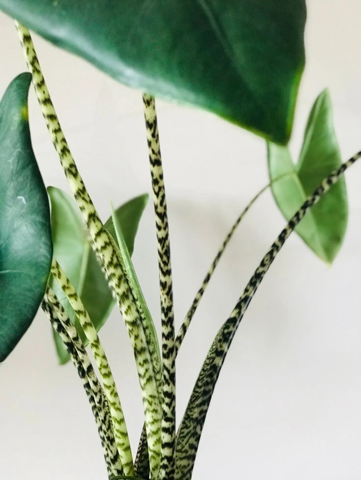 Alocasia Zebrina - Image 2