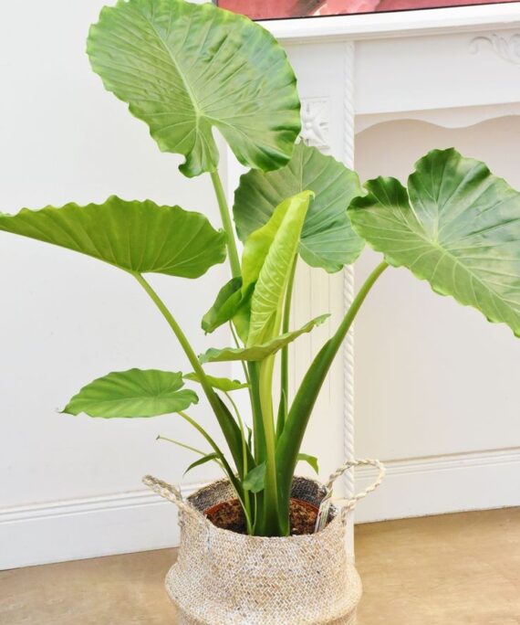 Alocasia elephant ears by 3OUD