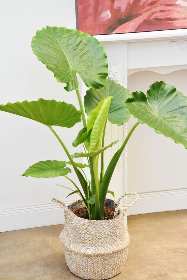 Alocasia elephant ears by 3OUD