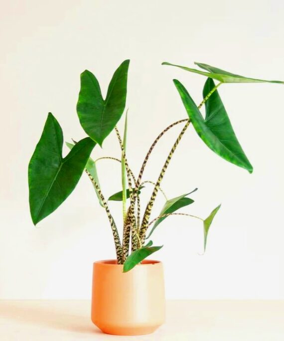 Alocasia Zebrina by 3OUD