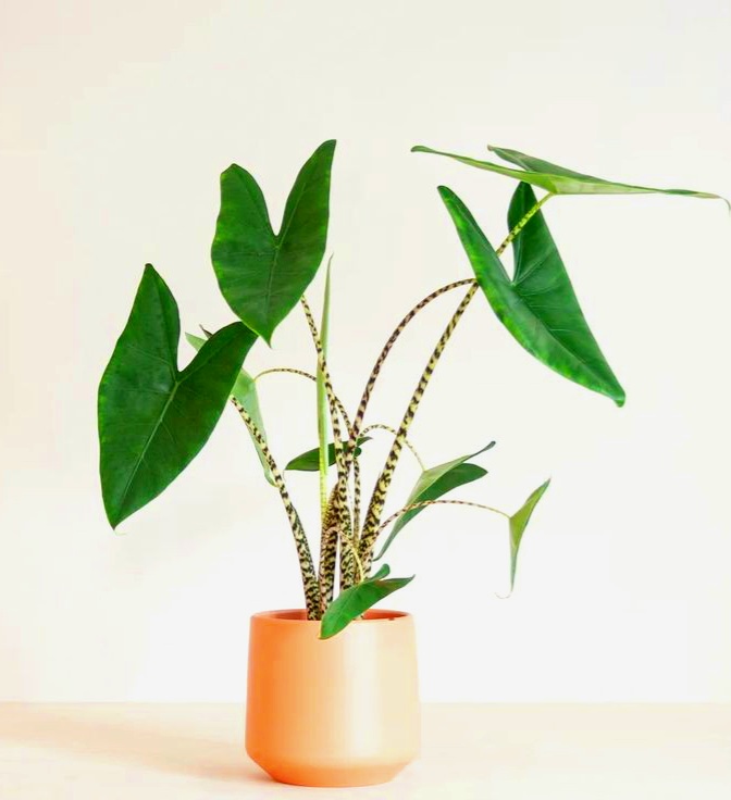 Alocasia Zebrina by 3OUD