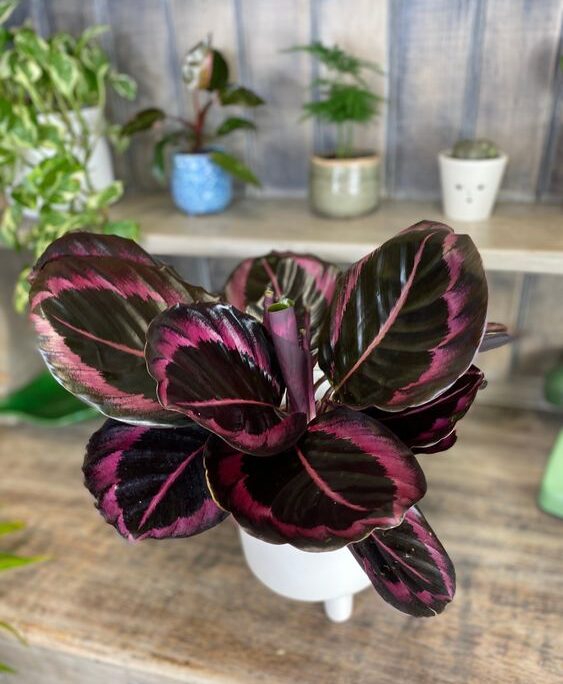 Little Princess Calathea by 3OUD