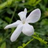 Jasmine