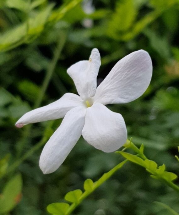 Jasmine
