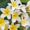 Plumeria white