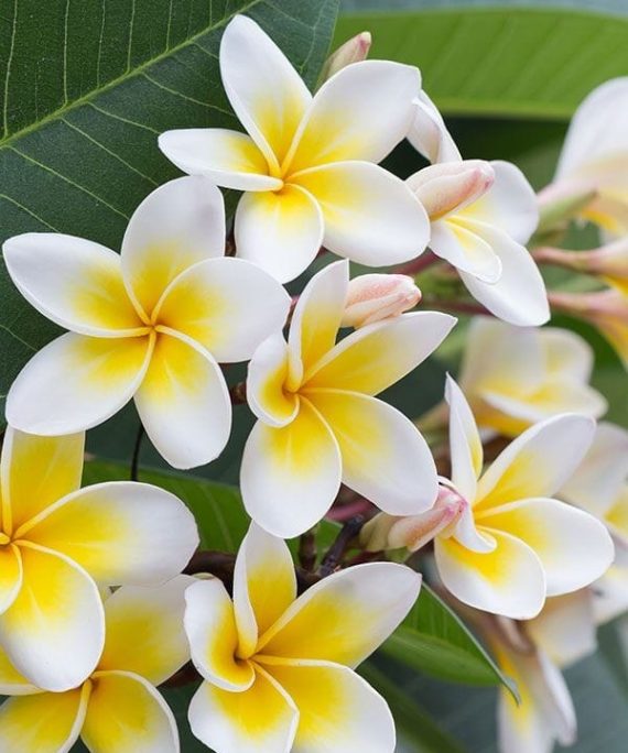 Plumeria white