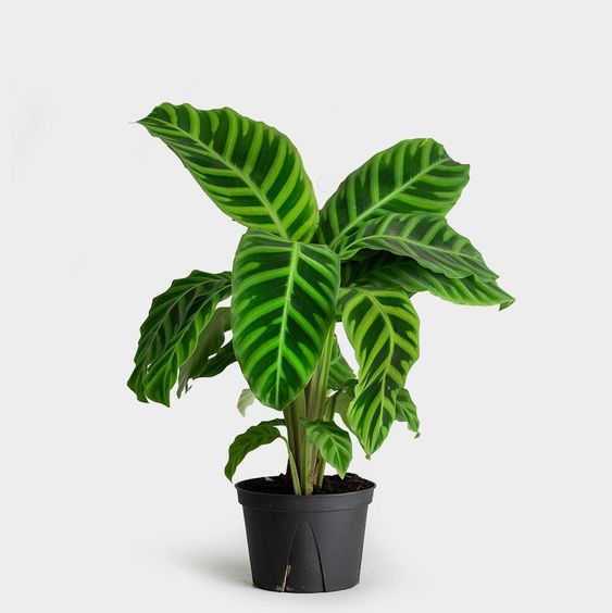 Calathea Zebrina by 3OUD