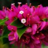 dwarf bougainvillea by 3OUD