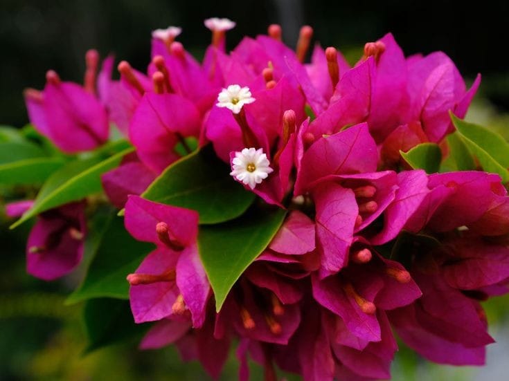 dwarf bougainvillea by 3OUD