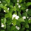 Arabian Jasmine
