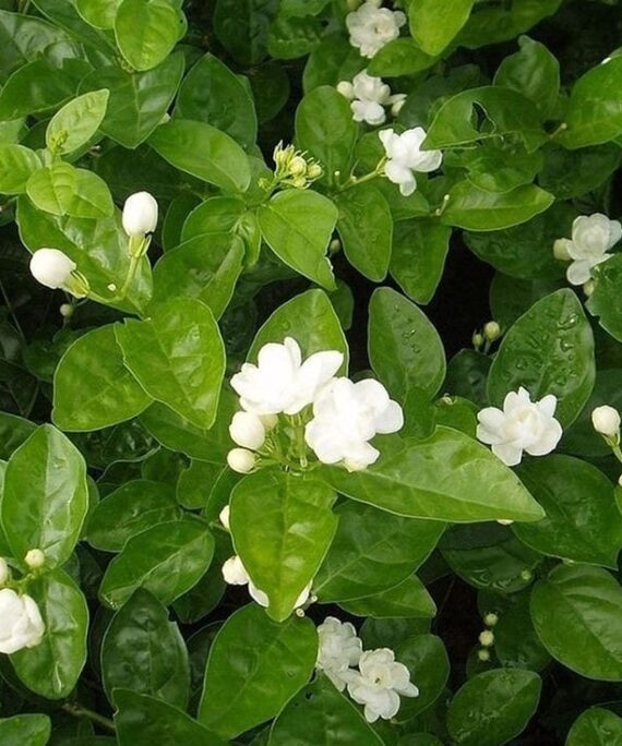Arabian Jasmine