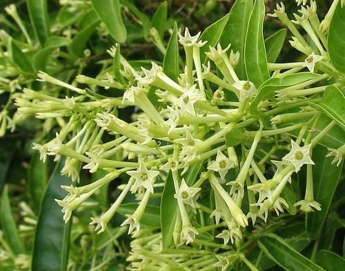 Night Blooming Jasmine