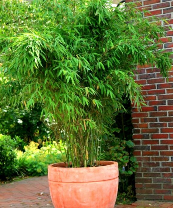 Green Hedge Bamboo by 3OUD