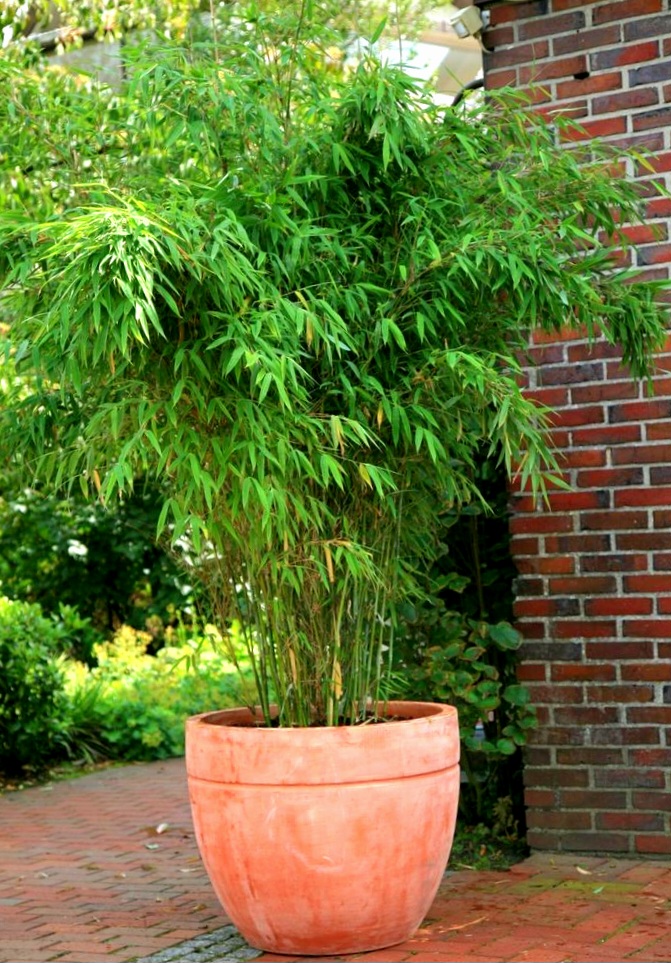 Green Hedge Bamboo by 3OUD