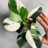 white princess philodendron by 3OUD