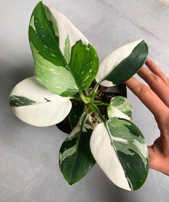 white princess philodendron by 3OUD