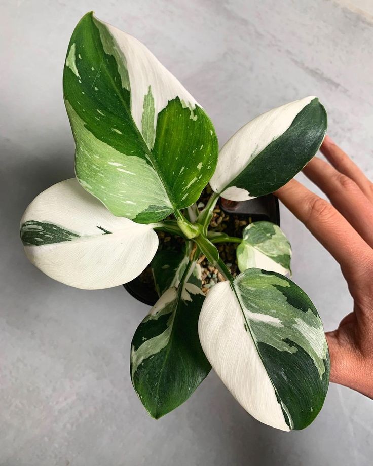 white princess philodendron by 3OUD