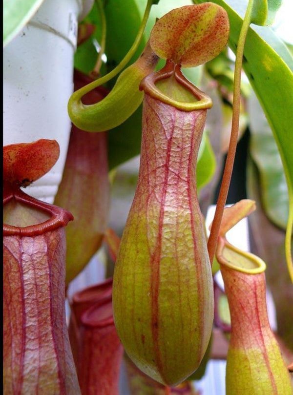 Nepenthes - Image 2