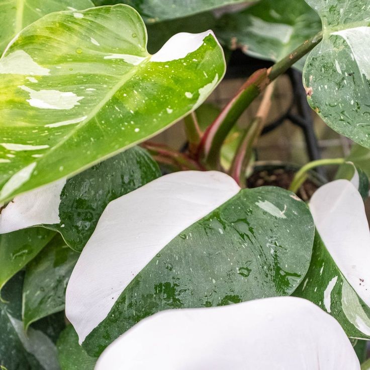 White princess philodendron - Image 3