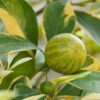 Variegated lemon tree by 3OUD