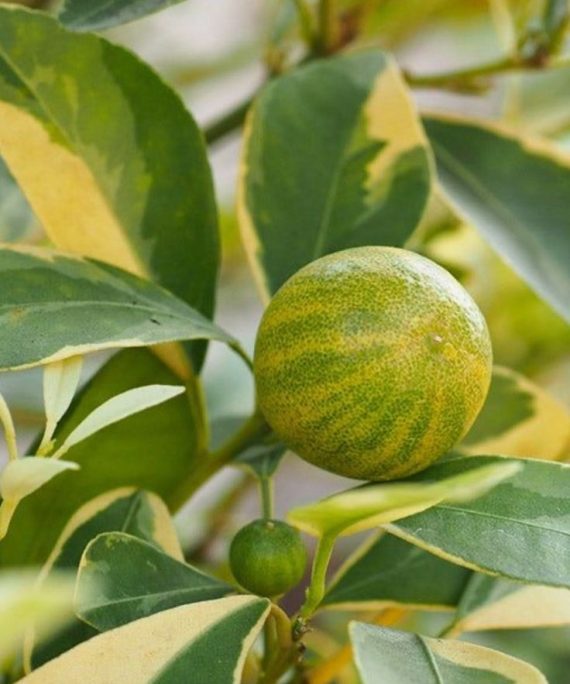 Variegated lemon tree by 3OUD