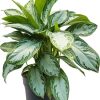 Silver bay Aglaonema by 3OUD