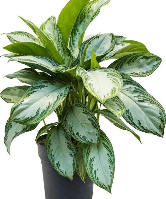Silver bay Aglaonema by 3OUD