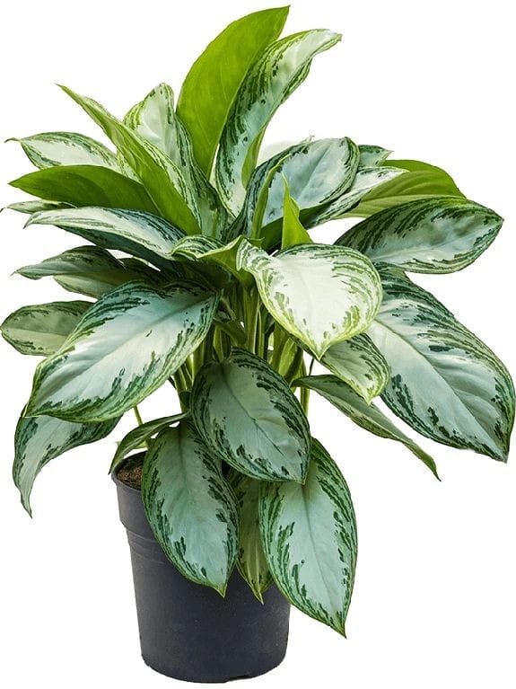 Silver bay Aglaonema by 3OUD