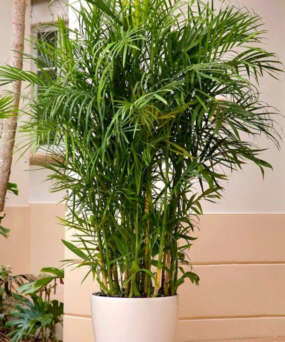 Chamadorea bamboo palm by 3OUD