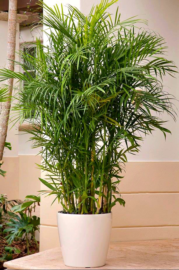 Chamadorea bamboo palm by 3OUD