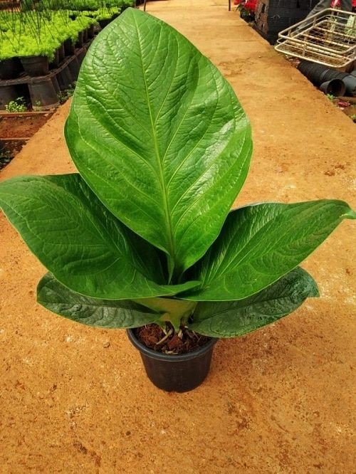 Anthurium Cobra by 3OUD