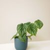 Silver Cloud Philodendron by 3OUD