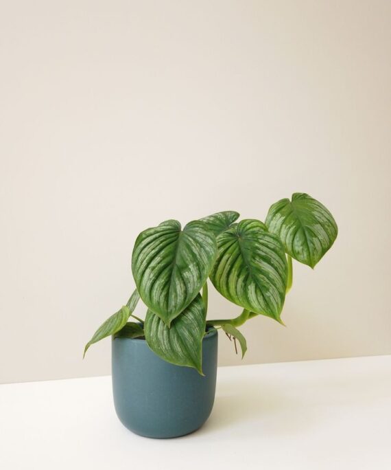 Silver Cloud Philodendron by 3OUD