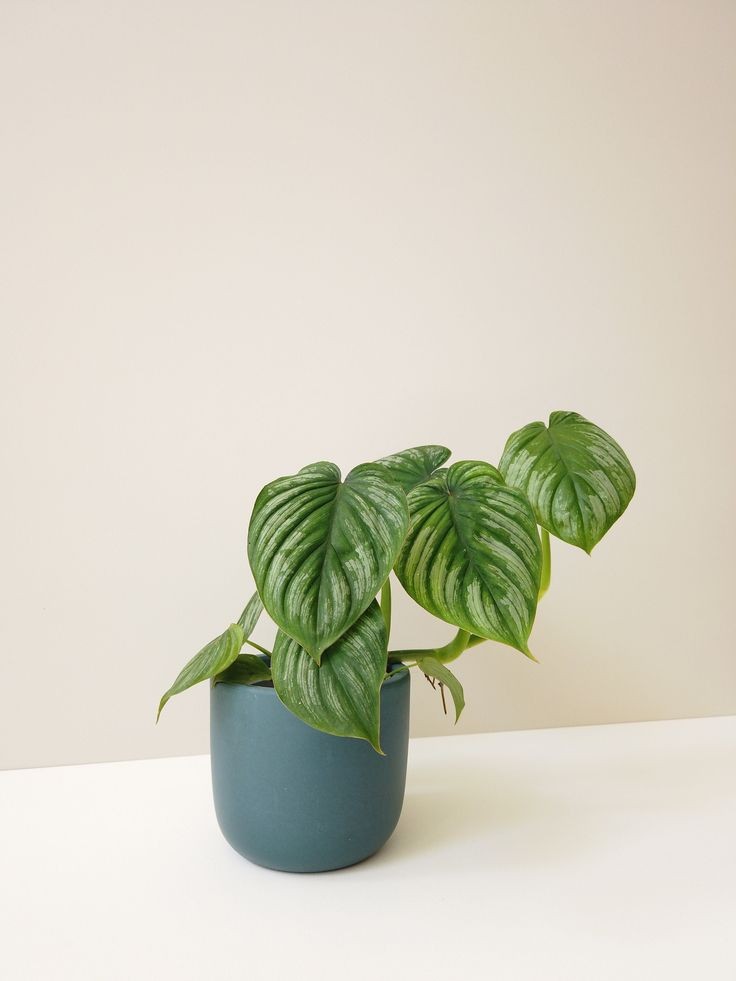 Silver Cloud Philodendron by 3OUD