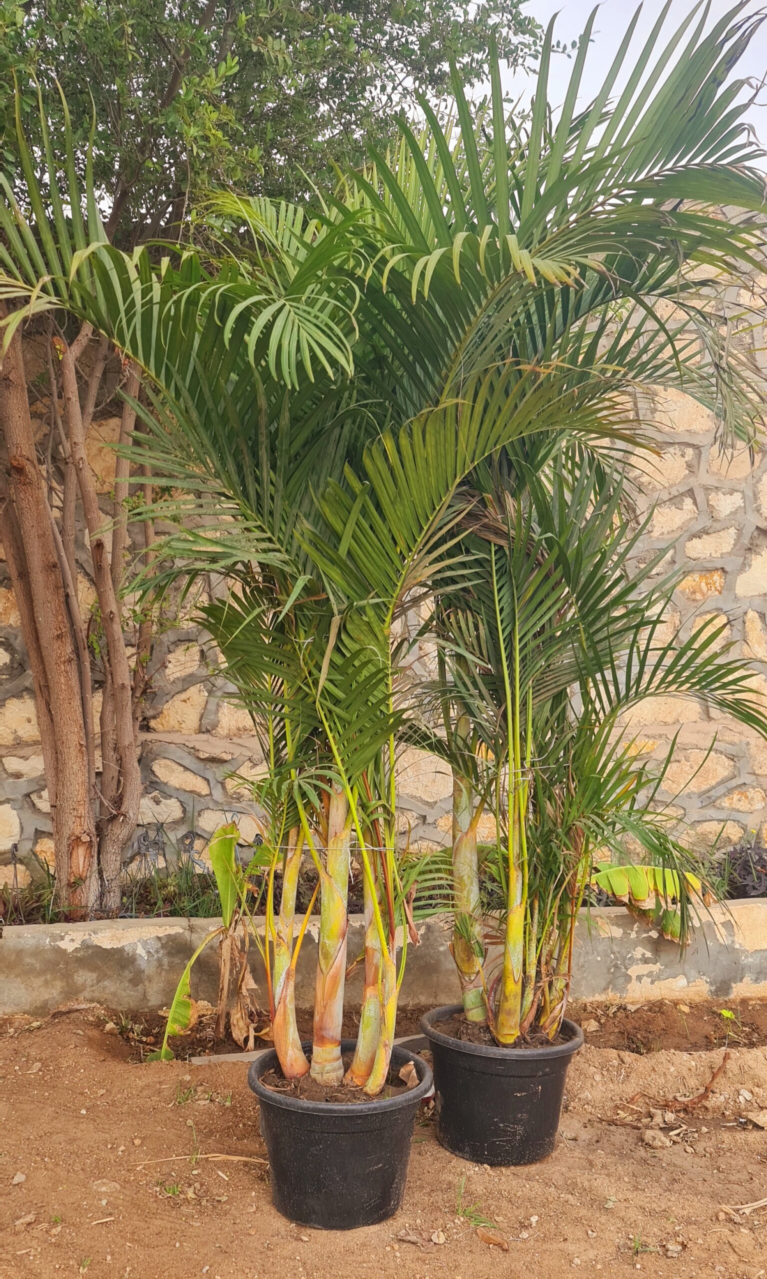 Areca palm - Image 2