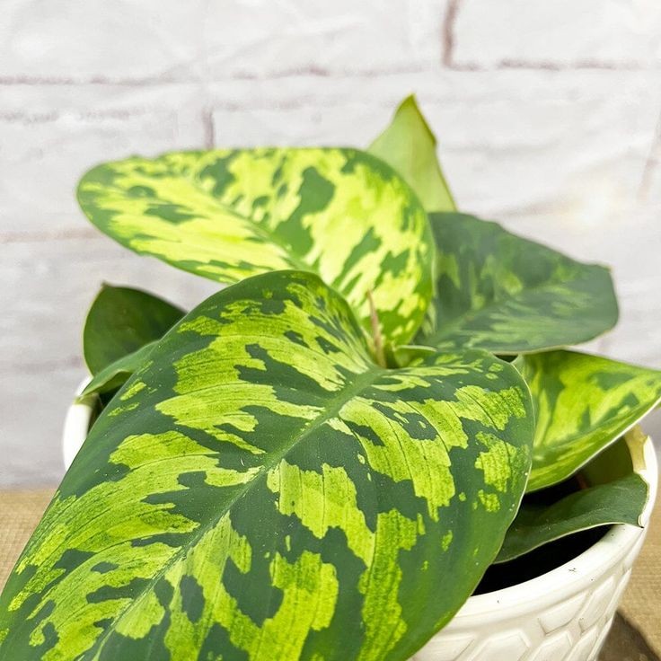 Homalomena Camouflage - Image 3