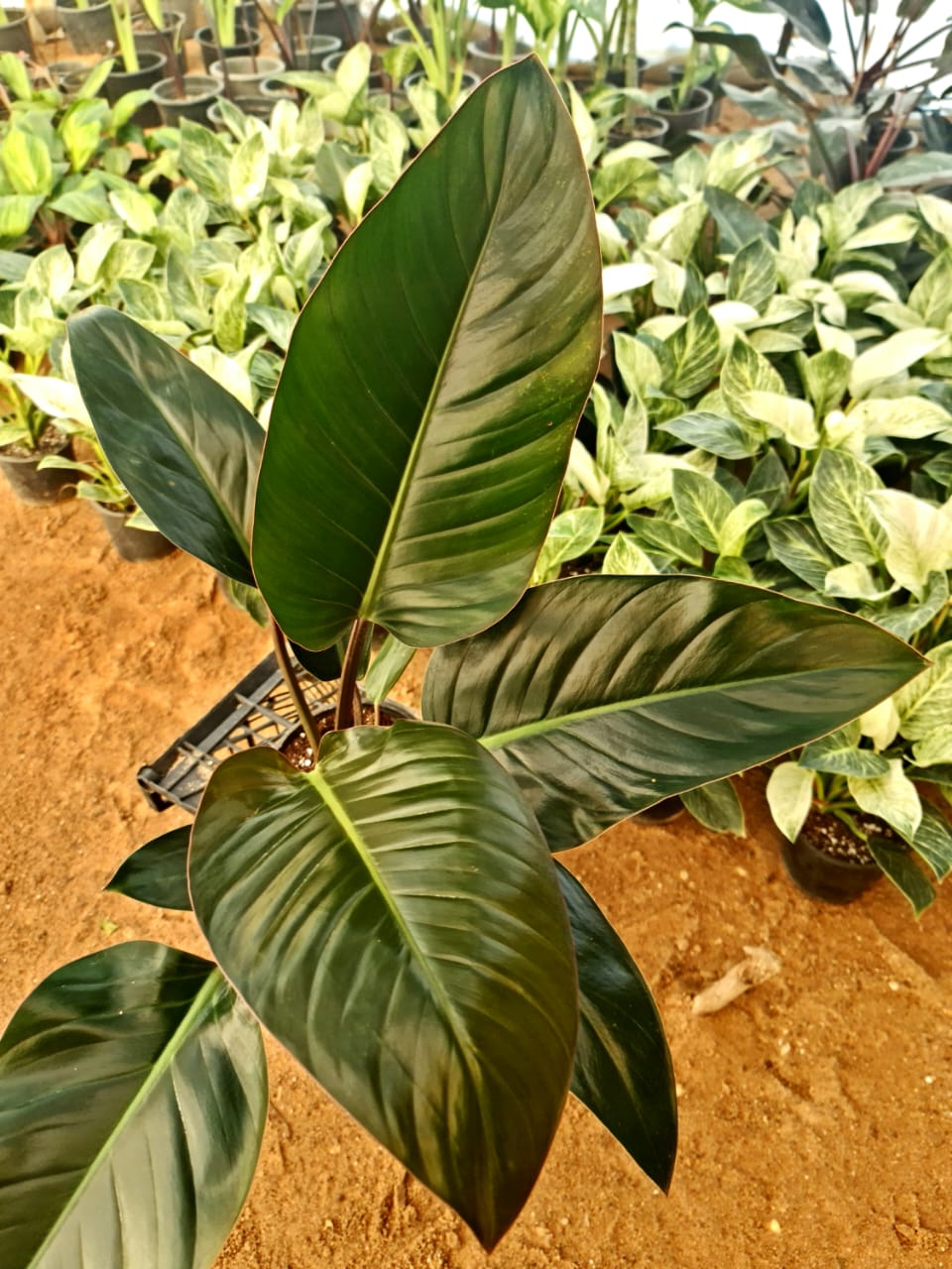 Red congo Philodendron - Image 2